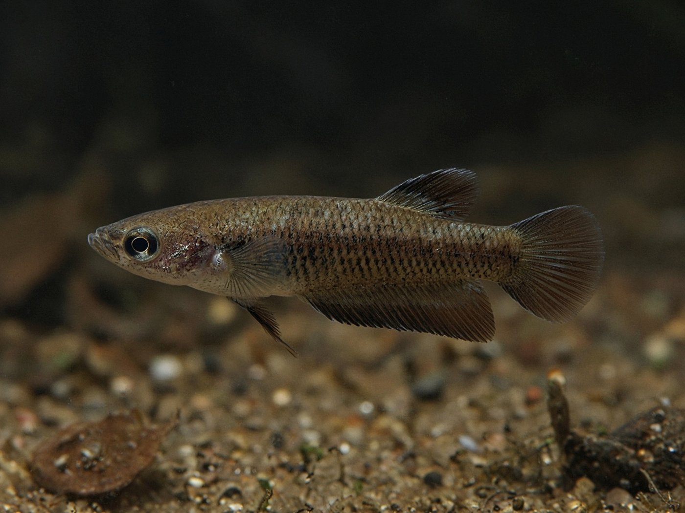 Betta akarensis