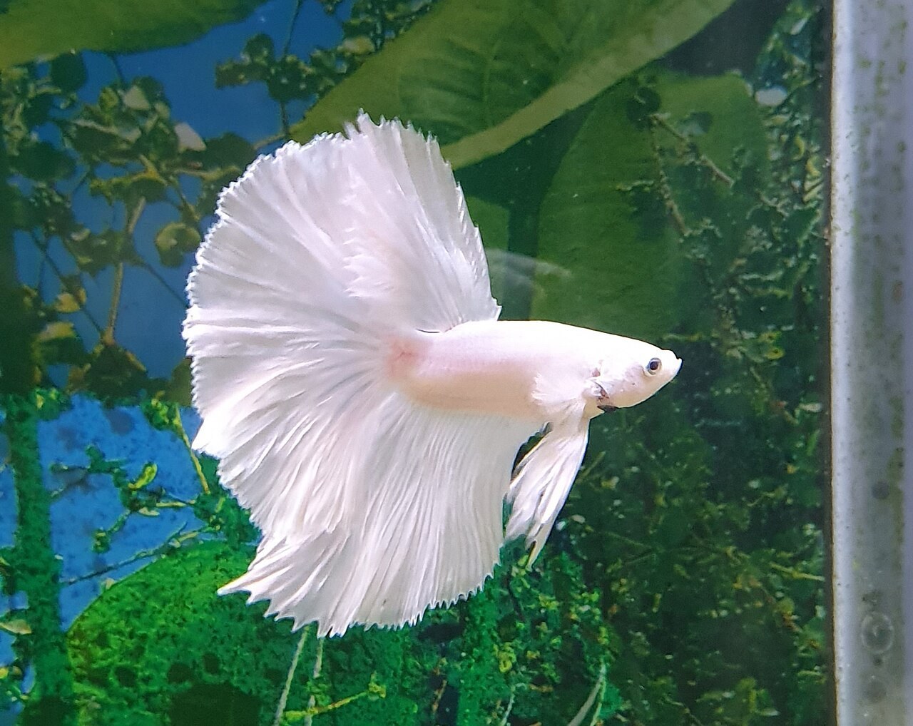 Cupang halfmoon jantan merentangkan sirip