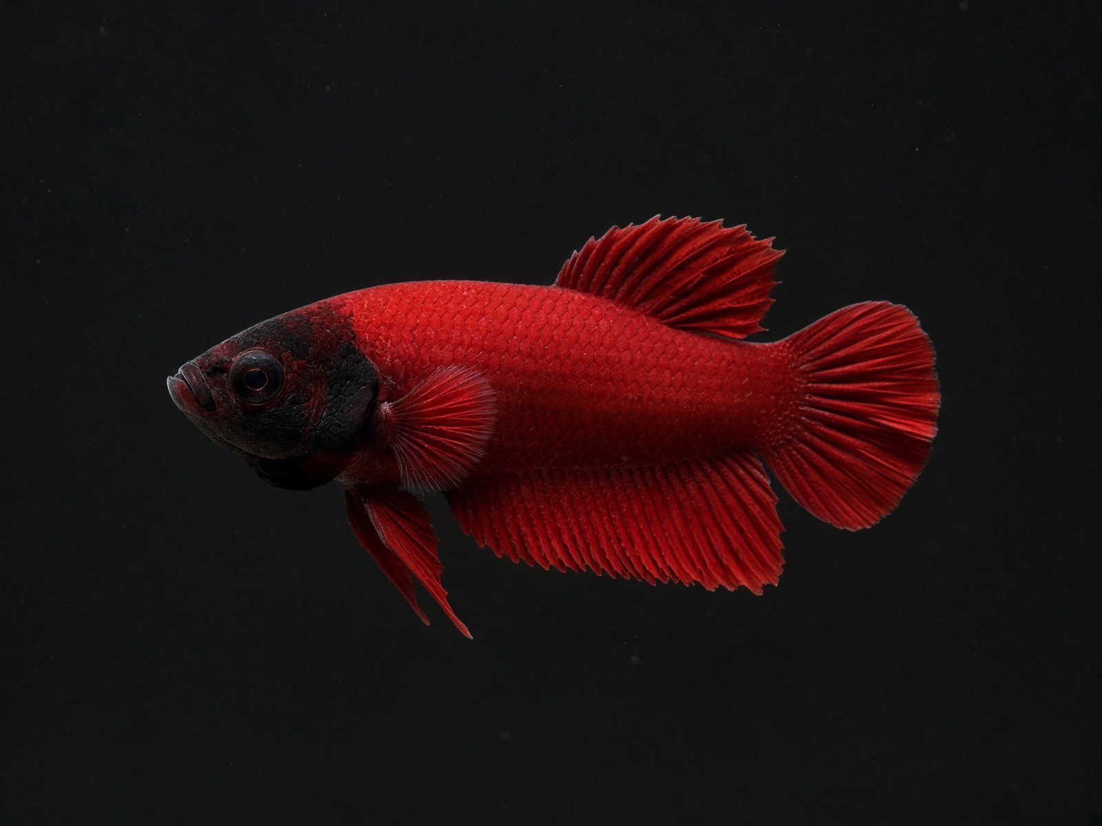 Hellboy