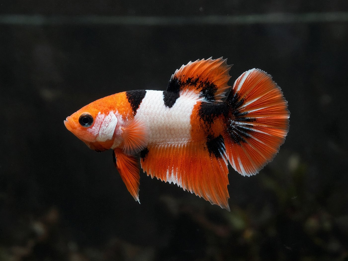 Nemo