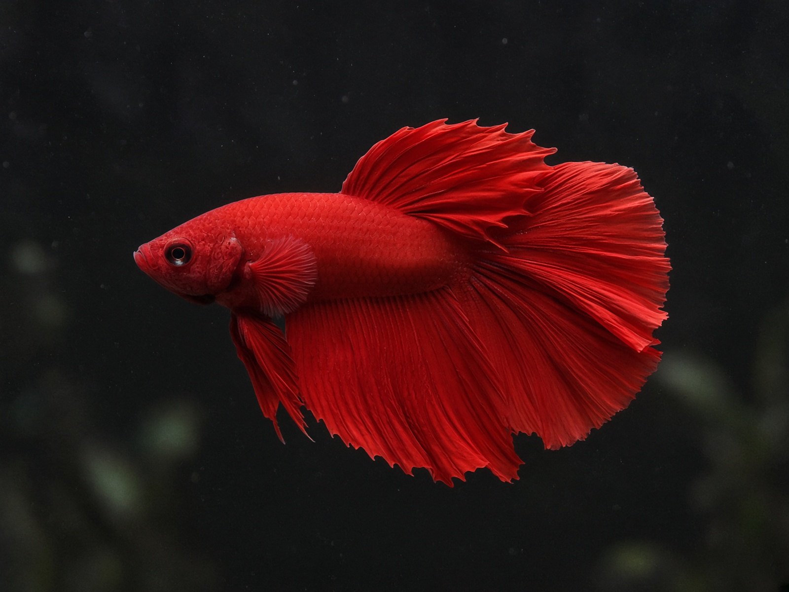 Merah solid
