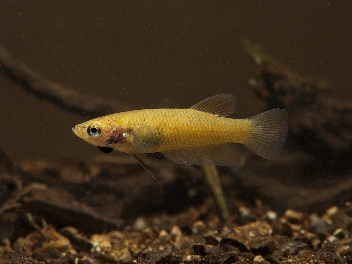 Betta waseri